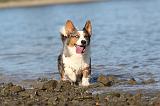 CORGI CARDIGAN 113